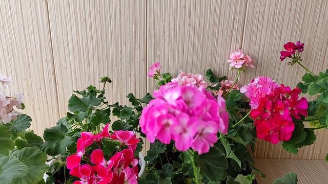 Герань осенью, проблема выращивания смотреть онлайн