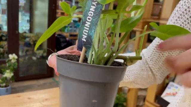 Сингониум Трилив Уандер - редкий сорт | Неприхотливая лиана | Уход, полив, пересадка смотреть онлайн