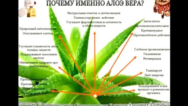 день Алоэ в Барнауле смотреть онлайн