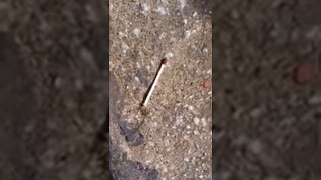 Муравей силач смотреть онлайн