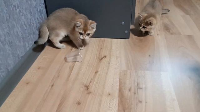 Золотые шиншиллы играют. смотреть онлайн