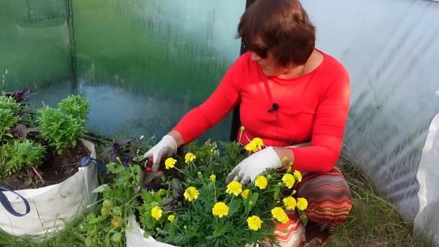 Как растут томаты методом пермакультуры смотреть онлайн