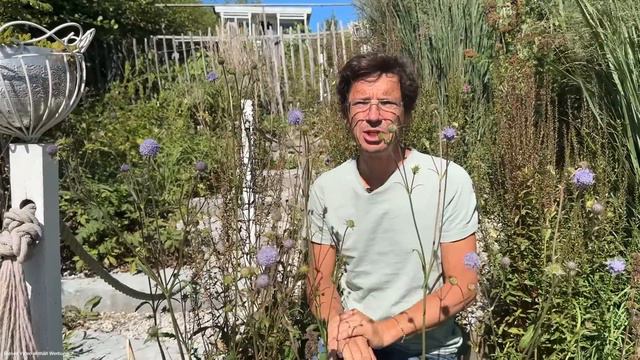 Wahnsinns SPÄTBLÜHER für BIENE & SCHMETTERLING! 🐝 🦋 смотреть онлайн