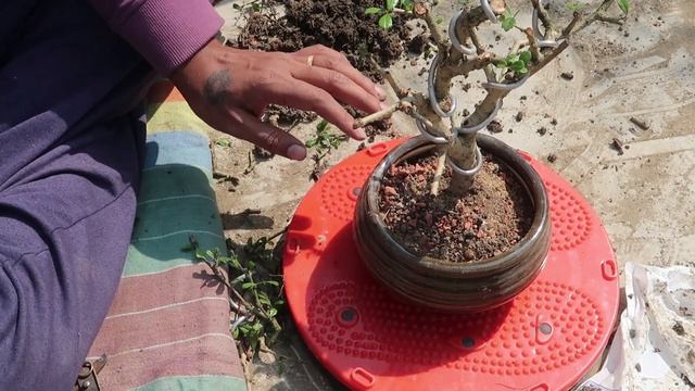 Carmona Microphylla Bonsai | How to trim Fukien Tea смотреть онлайн
