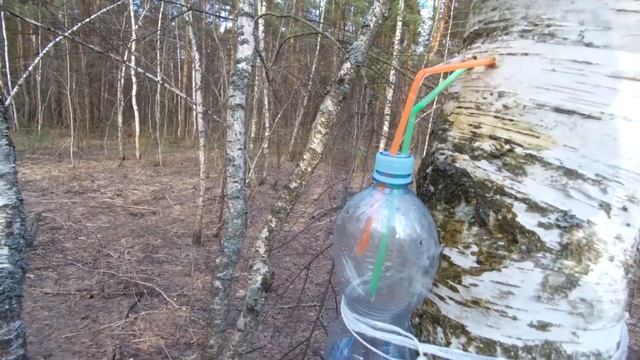 Поиски Грибных Хроник