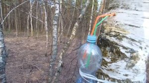 Как правильно собирать берёзовый сок?