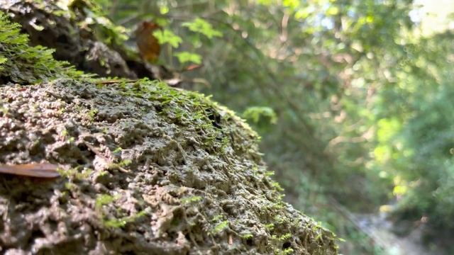 2 минуты природы!?ЛАЗАРЕВСКОЕ СЕГОДНЯ?СОЧИ.