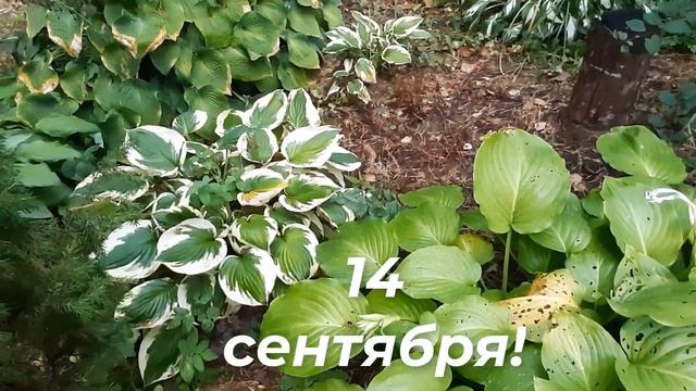 ВЛОГ. Готовлю МАШ или МУНГ/Муж блогер? Видео-отчет/Не грибная пора смотреть онлайн