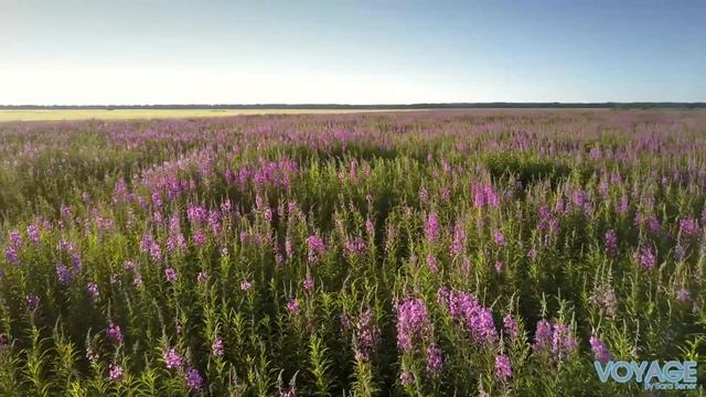 lavender ice perfumed cologne смотреть онлайн