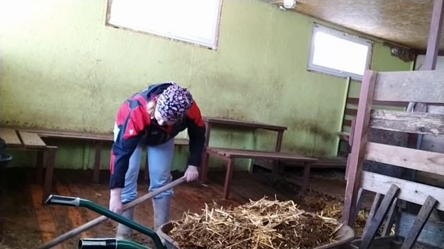 Уборка// Домик для козлят/ Козы медленно едят зерно// Чем заменяю дневное кормление козлятам/ Ягнят