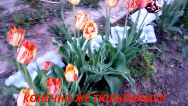 #Зарапортовалась!!!В голове пионы,К чему бы это? Лесная МАРЬЯ-КАРЕНЬЯ! смотреть онлайн