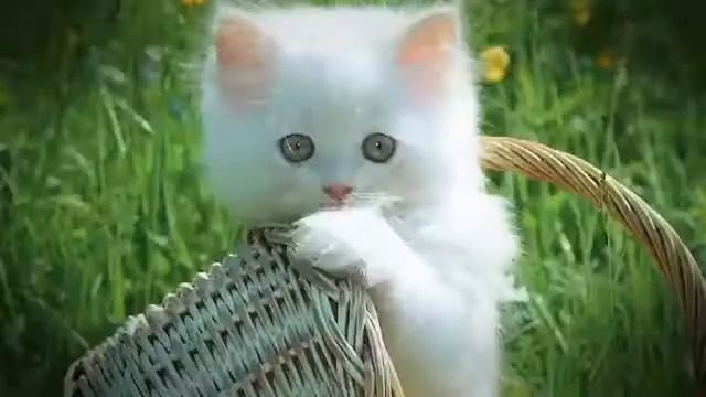 Сюрприз внутри