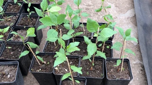 Фисташка настоящая. Выращивание сеянцев фисташки.