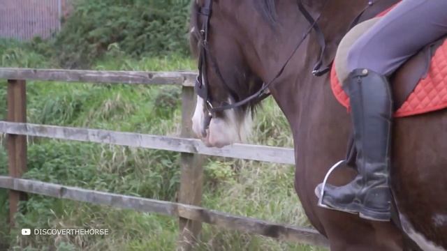 Посмотрите на Что Способна Самая Редкая Лошадь в Мире смотреть онлайн