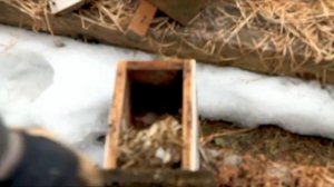 Чистим скворечник, подготовка к новому сезону