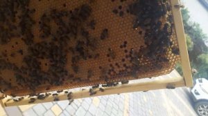 Как спасти пчелинную семью без матки. Ранняя весна. Пропала матка.