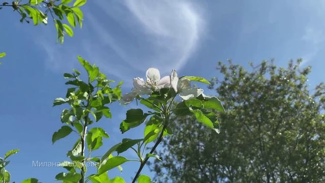 Иван и Ольга. Аудио рассказ смотреть онлайн