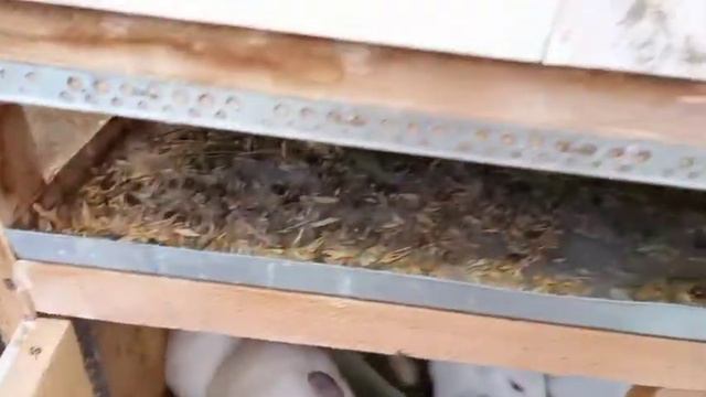 Спасаю кроликов от жары! Saving rabbits from the heat! смотреть онлайн