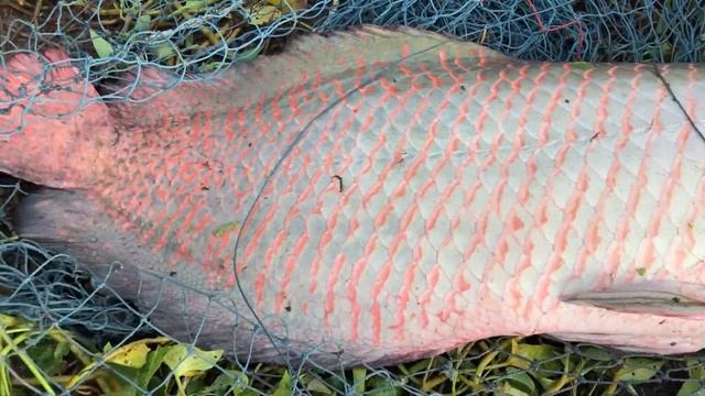 Hunting 100KG Giant Dragon Fish For The World Record смотреть онлайн
