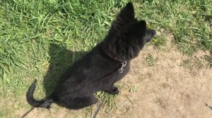 Черри / ЧЕРНАЯ НЕМЕЦКАЯ ОВЧАРКА / КОРОЧЕ ГОВОРЯ КУПИЛ ОВЧАРКУ