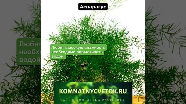 Аспарагус смотреть онлайн