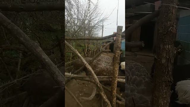 Африканский Черный Страус - показушники - эксбиционисты смотреть онлайн