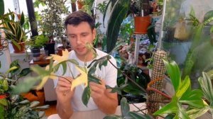 ФИЛОДЕНРОН МАГИЧЕСКАЯ МАСКА/ philodendron magic mask/ РАЗМНОЖЕНИЕ / СОДЕРЖАНИЕ