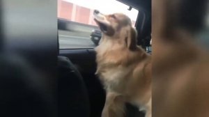 Дзюба дрочит!!!