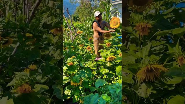 Elmo GoBoy In his Giant Mongolian Sunflower Patch #sunflowers #garden #homestead #urbanfarming смотреть онлайн