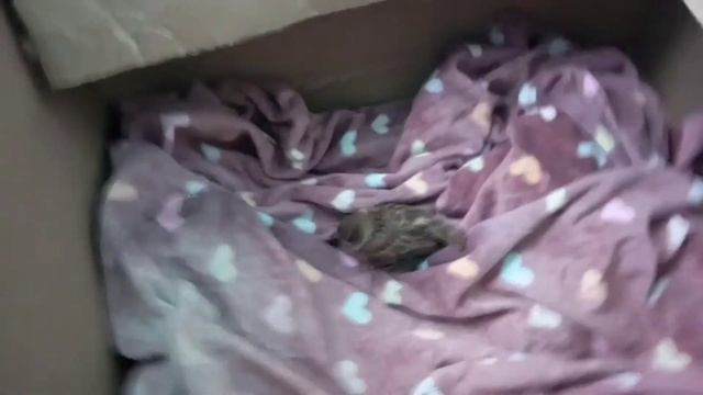 Маленький ВОРОБУШЕК выпал из гнезда. Кошка поймала маленького ВОРОБЬЯ. Птички воробушки.