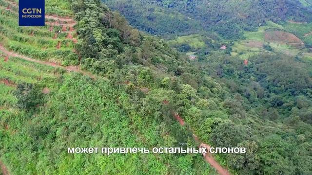 По следам слонов 4 Срочное спасение #Последамслонов смотреть онлайн