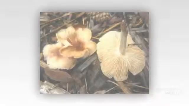 Gymnopus luxurians - fungi kingdom смотреть онлайн