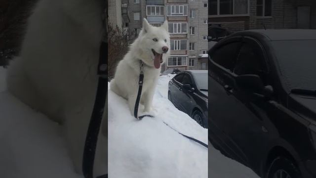 Белая Хаски Герда.Очень любит забраться повыше.Знакомьтесь.Поддержите начинающий канал#shorts #хаск смотреть онлайн