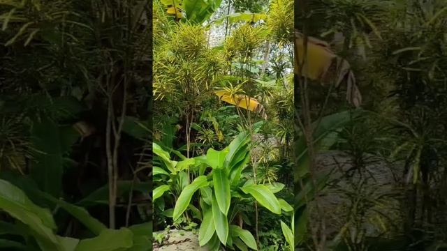 Ретритный центр в Тайланде #short #ретриты #растения учителя #грибы #исцеление #целительство