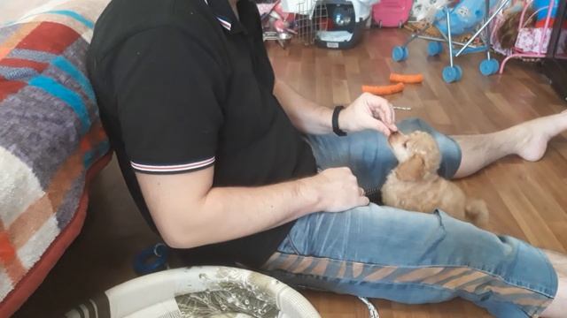 Начало дрессировки щенка. Условное подкрепление. смотреть онлайн