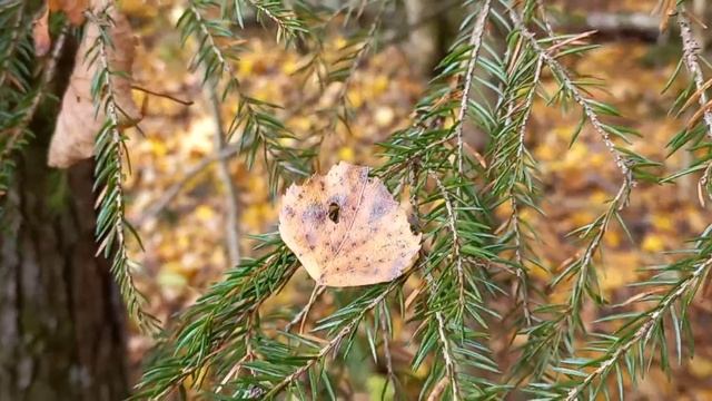 ?"Дом" ? смотреть онлайн