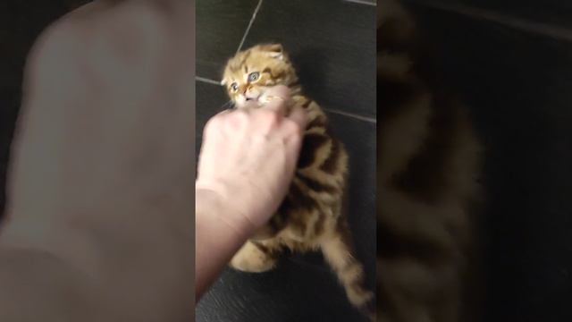 Шотландские мраморные котята) смотреть онлайн