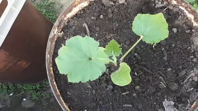 Кабачки и тыквы, как ваши дела.? смотреть онлайн