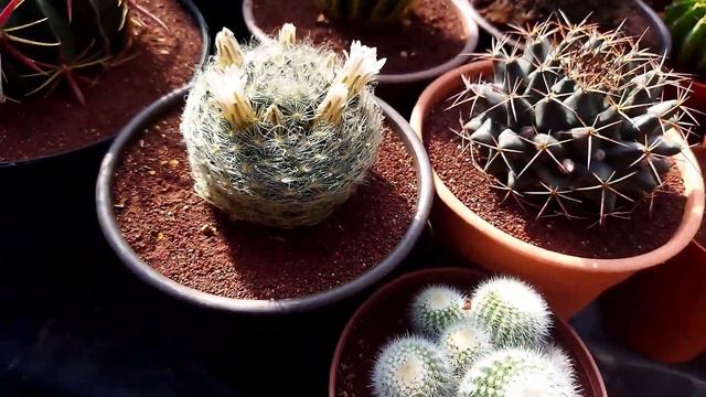 Coleccionar cactus como hobby, cómo hacerlo.🐢🙂🌵 смотреть онлайн