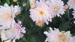 Корейская хризантема Сновидение