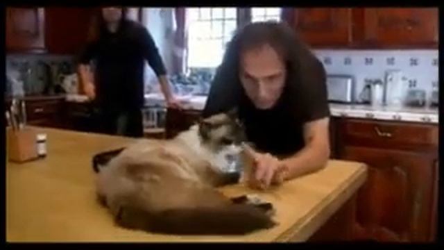 Памяти Ronnie James Dio. смотреть онлайн