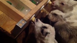 Держатель бутылок для выпойки козлят/ Деревянная коза в работе