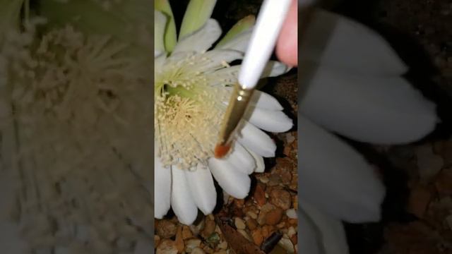 🌵 How to pollinate peruvian apple cactus for fruit 🌵 смотреть онлайн