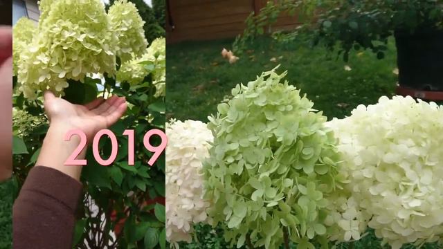HYDRANGEA LIMELIGHT tree form BLOOMS- 2 year update! смотреть онлайн