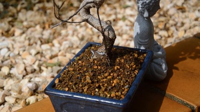 Бонсай Фикус Tiger Bark после пересадки