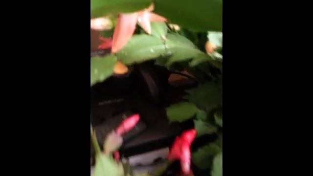 Schlumbergera truncata Thanksgiving cactus смотреть онлайн