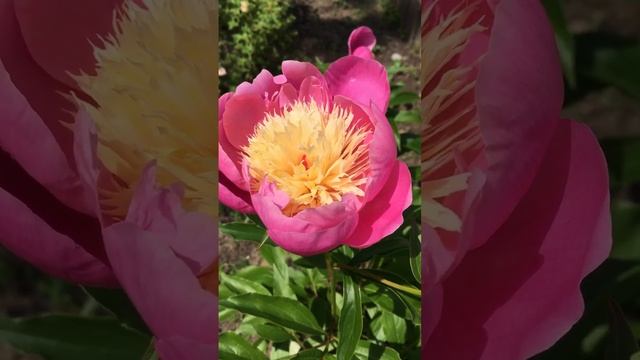 Пион Боул оф Бьюти (Bowl of Beauty) #воронеж #пион #shorts смотреть онлайн