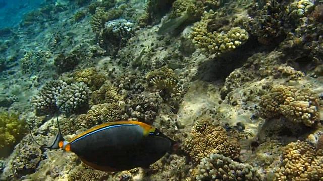 "Sharm Plaza" изящная рыба носорог смотреть онлайн