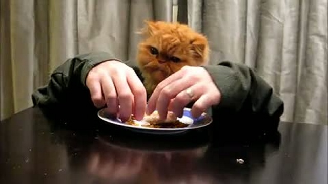 Кот с человеческими руками! (Cat Eating with hands ) смотреть онлайн