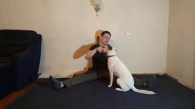 ДРЕССИРОВКА СОБАК| КАК НАУЧИТЬ СОБАКУ ДАВАТЬ ЗАДНЮЮ ЛАПУ| КОМАНДА ПОЛЗИ| КОМАНДА РАЗВЕРНУТЬ КОВРИК смотреть онлайн